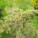 Juniperus communis `Lemon Carpet` harilik kadakas (1)