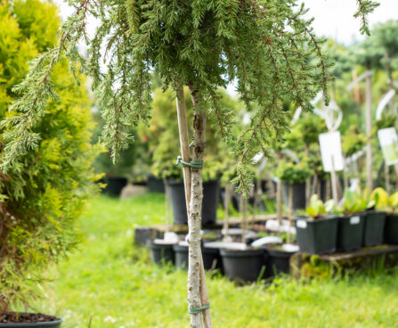 Juniperus communis `Lemon Carpet` harilik kadakas