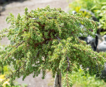 Juniperus communis `Green Carpet` PA harilik kadakas (2)