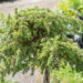 Juniperus communis `Green Carpet` PA harilik kadakas (2)