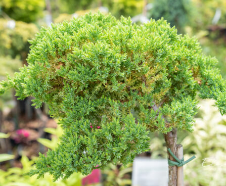 Juniperus procumbens `Nana` laiuv kadakas (2)
