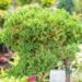 Juniperus procumbens `Nana` laiuv kadakas (2)