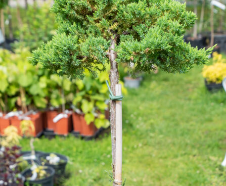 Juniperus procumbens `Nana` laiuv kadakas (3)