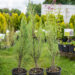 Juniperus scopulorum `Blue Arrow` kaljukadakas (1)