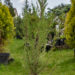 Juniperus scopulorum `Blue Arrow` kaljukadakas (2)