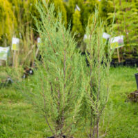 Juniperus scopulorum `Blue Arrow` kaljukadakas (3)