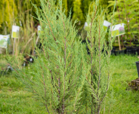 Juniperus scopulorum `Blue Arrow` kaljukadakas (3)