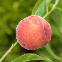 Prunus persica virsikupuu (1)