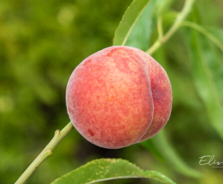 Prunus persica virsikupuu (1)