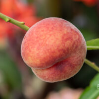 Prunus persica `Shevcenko` virsikupuu (2)
