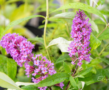 Buddleja davidii `Border Beauty` davidi budleia (1)