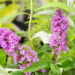 Buddleja davidii `Border Beauty` davidi budleia (1)