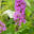 Buddleja davidii `Border Beauty` davidi budleia (2)