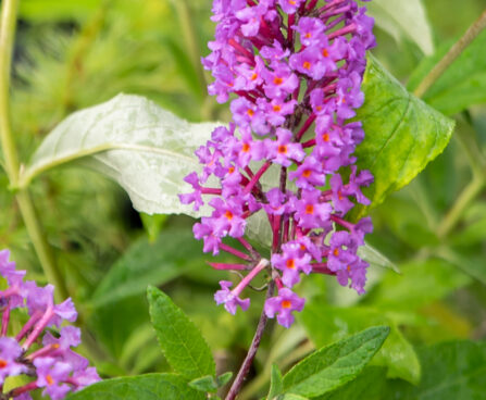 Buddleja davidii `Border Beauty` davidi budleia (2)