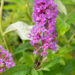 Buddleja davidii `Border Beauty` davidi budleia (2)