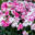 Dianthus `Sprint Pink Pro` nelk (2)