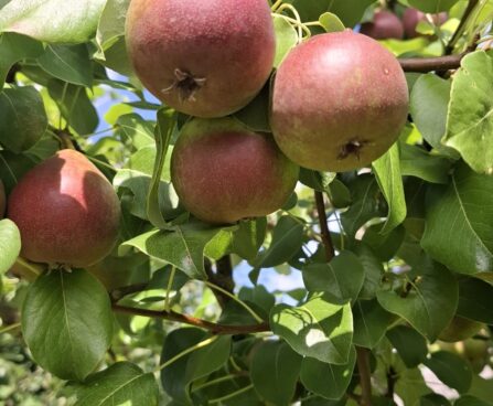 Pyrus `Karmla` pirnipuu Lisann Komp