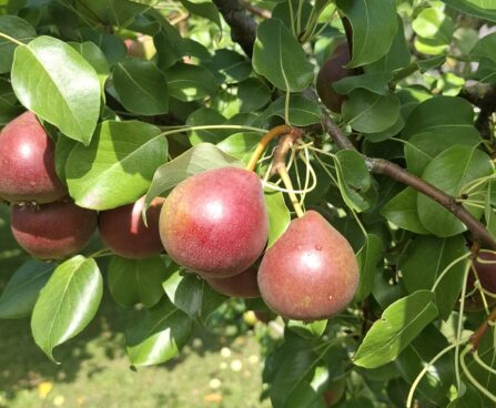 Pyrus `Karmla` pirnipuu Lisann Komp (2)