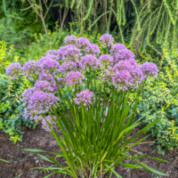 Allium `Millenium` hübriidlauk