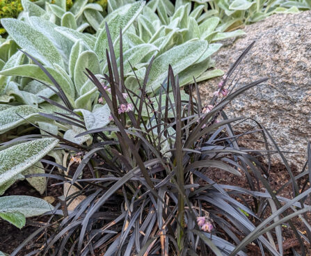 Ophiopogon planiscapus `Nigrescens` maohabe