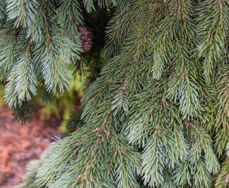 Picea glauca `Pendula` kanada kuusk (1)