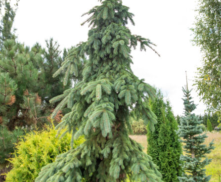 Picea glauca `Pendula` kanada kuusk (2)