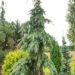 Picea glauca `Pendula` kanada kuusk (2)