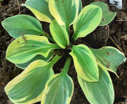 Hosta `Funny Mouse` Merle Kuustemäe