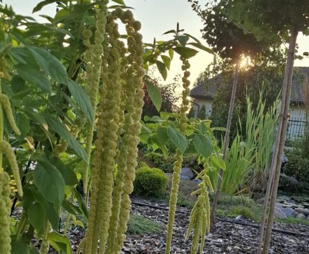 Amaranthus caudatus longus rebashein Erle Helü