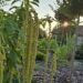 Amaranthus caudatus longus rebashein Erle Helü