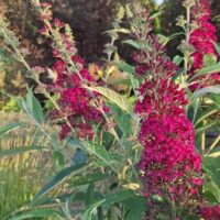 Buddleja davidii,davidi budleia,`Funky Fuchsia`, Erle Helü.jpg