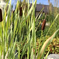 Typha latifolia `Variegata` laialehine hundinui, Erle Helü