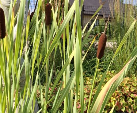 Typha latifolia `Variegata` laialehine hundinui, Erle Helü