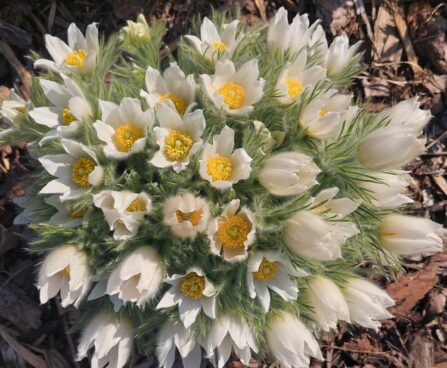 Pulsatilla vulgaris `Pinwheel White` karukell, Erle Helü