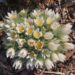 Pulsatilla vulgaris `Pinwheel White` karukell, Erle Helü