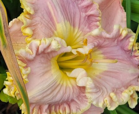 Hemerocallis LAVENDER TUTU päevaliilia Aide Vendla