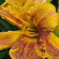 Hemerocallis SPACECOAST FREAKY TIKI päevaliilia Aide Vendla