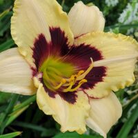 Hemerocallis CANADIAN BORDER PATROL päevaliilia Aide Vendla