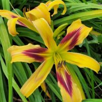 Hemerocallis FREE WHEELIN päevaliilia Aide Vendla