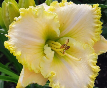 Hemerocallis GREEN MYSTIQUE päevaliilia Aide Vendla