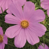 Cosmos bip. Sonata Pink kosmos Bloomest