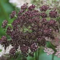 Daucus carota Dara porgand Bloomest