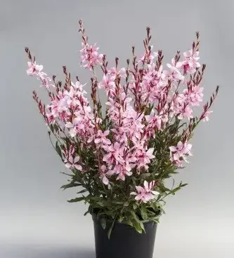 Gaura lindheimeri Giggles® Pink Shades kalevikepp Bloomest