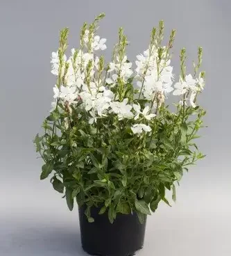 Gaura lindheimeri Giggles® White kalevikepp Bloomest