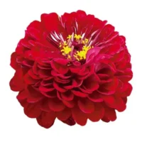 Zinnia elegans Gulliver Deep Red pruudisõlg Bloomest