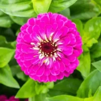 Zinnia elegans Gulliver Purple pruudisõlg Bloomest