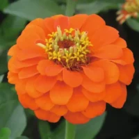 Zinnia elegans Queeny Orange pruudisõlg Bloomest