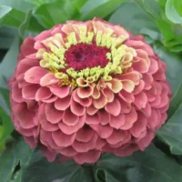 Zinnia elegans Queeny Red Lime pruudisõlg Bloomest