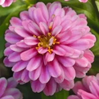 Zinnia hybrida Zahara Double Raspberry Ripple pruudisõlg Bloomest