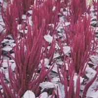 Amaranthus cruentus Oeschberg rebashein Bloomest